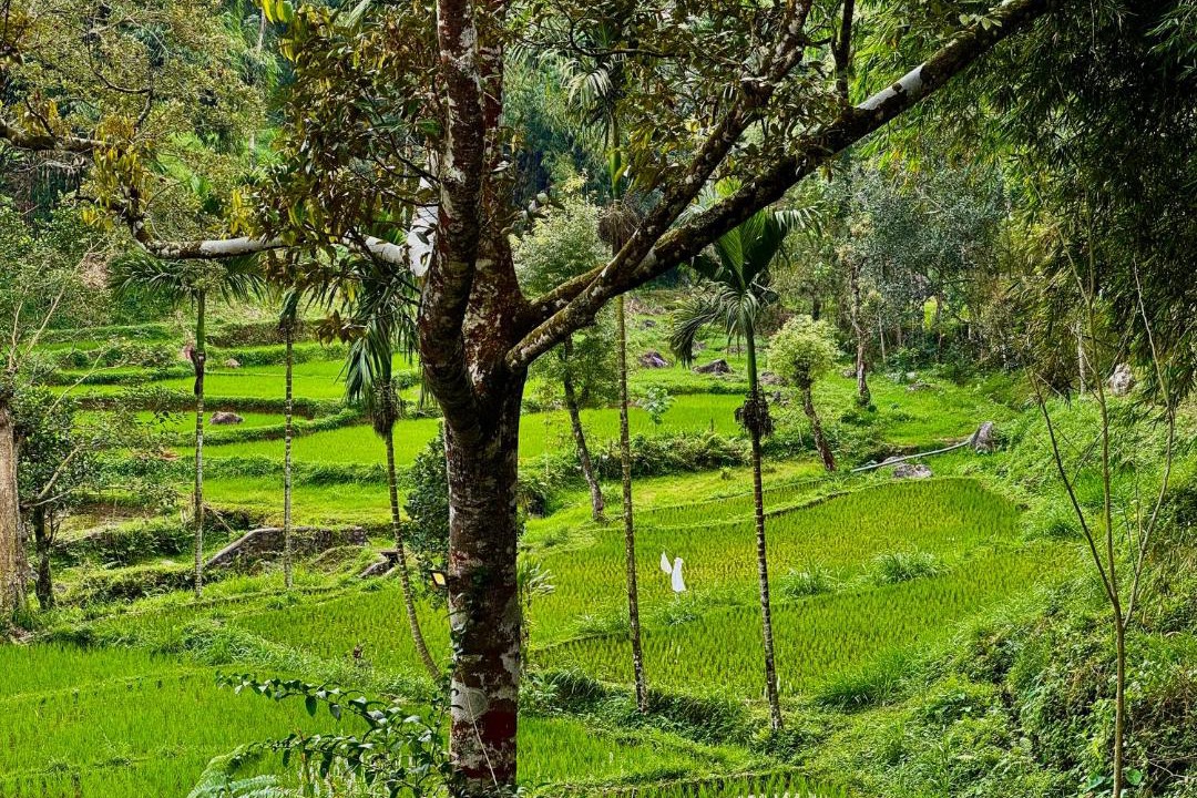 Photo of Others in Tetebatu