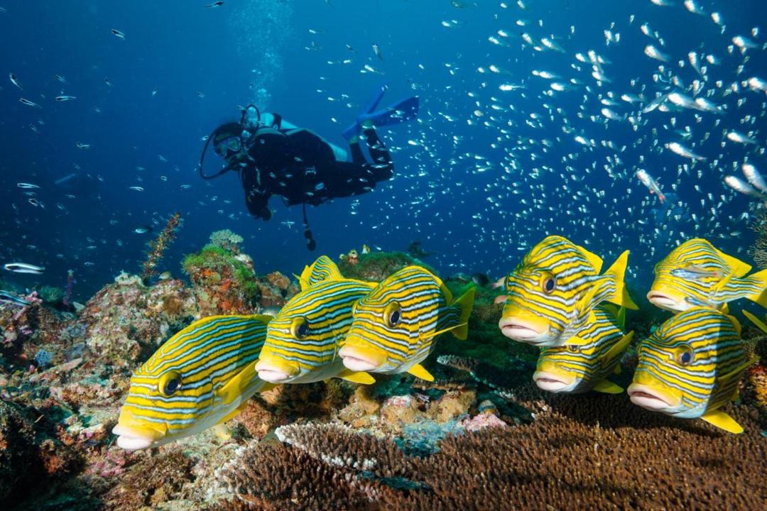 Photo of Others in Raja Ampat