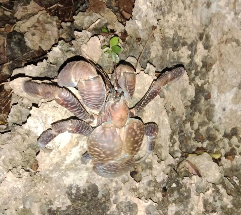 Photo of Others in Pulau Fam