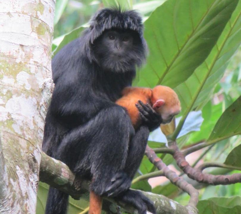 Photo of Others in Tetebatu