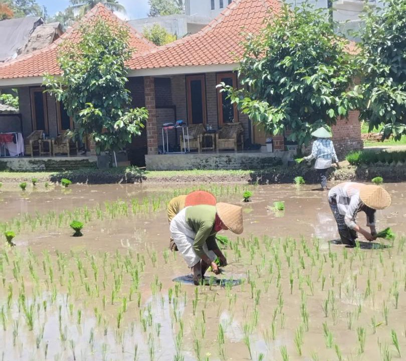 Photo of Others in Kecamatan Montong Gading