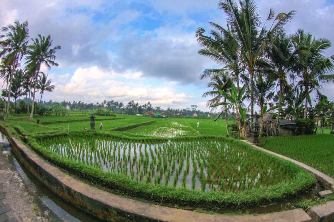 Photo of Others in Tegallalang