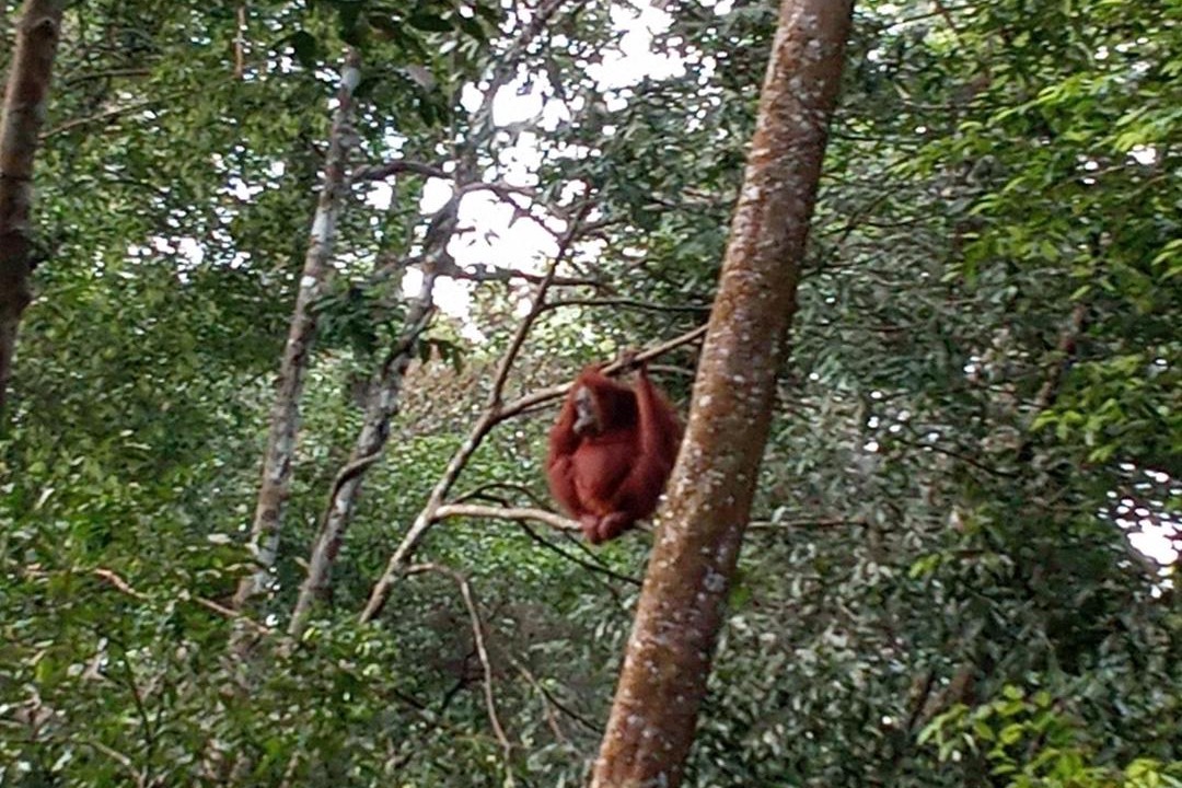 Photo of Others in Bukit Lawang