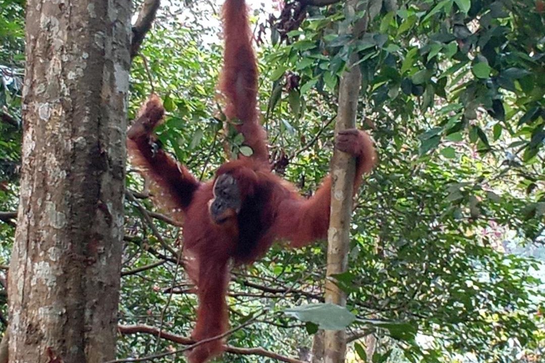 Photo of Others in Bukit Lawang