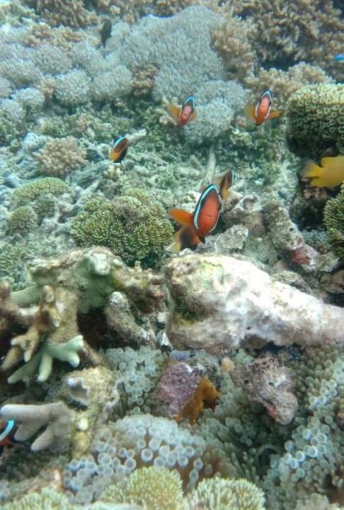 Photo of Others in Raja Ampat