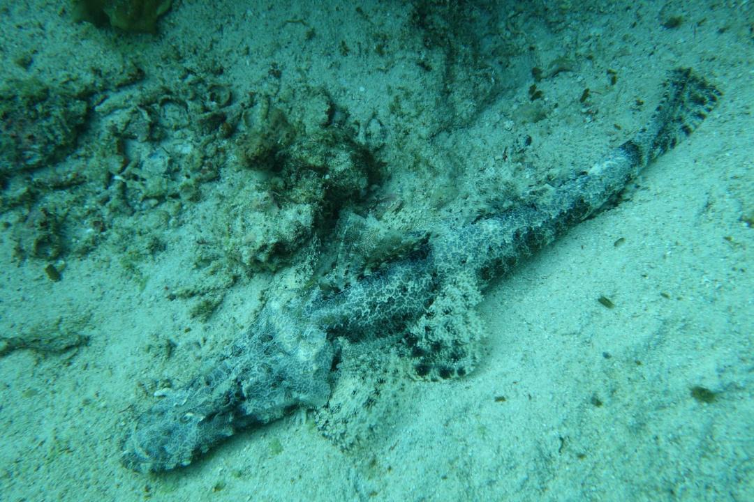 Photo of Others in Manyaifun