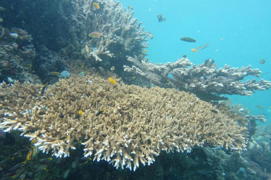 Photo of Others in Manyaifun