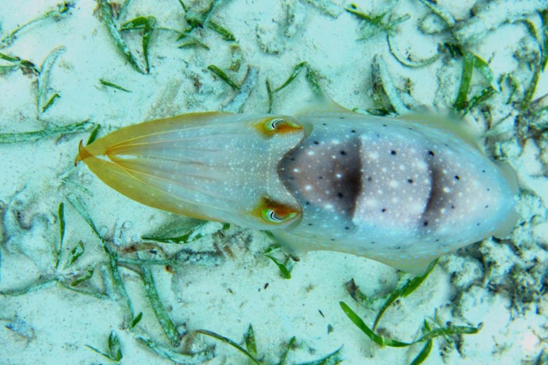 Photo of Others in Batudaka Island