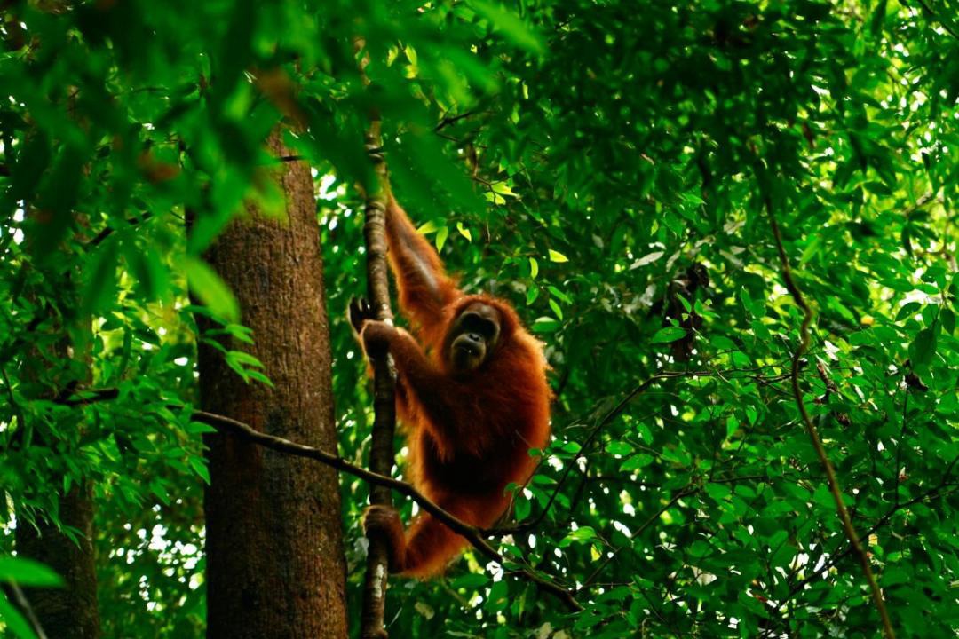 Photo of Others in Bukit Lawang