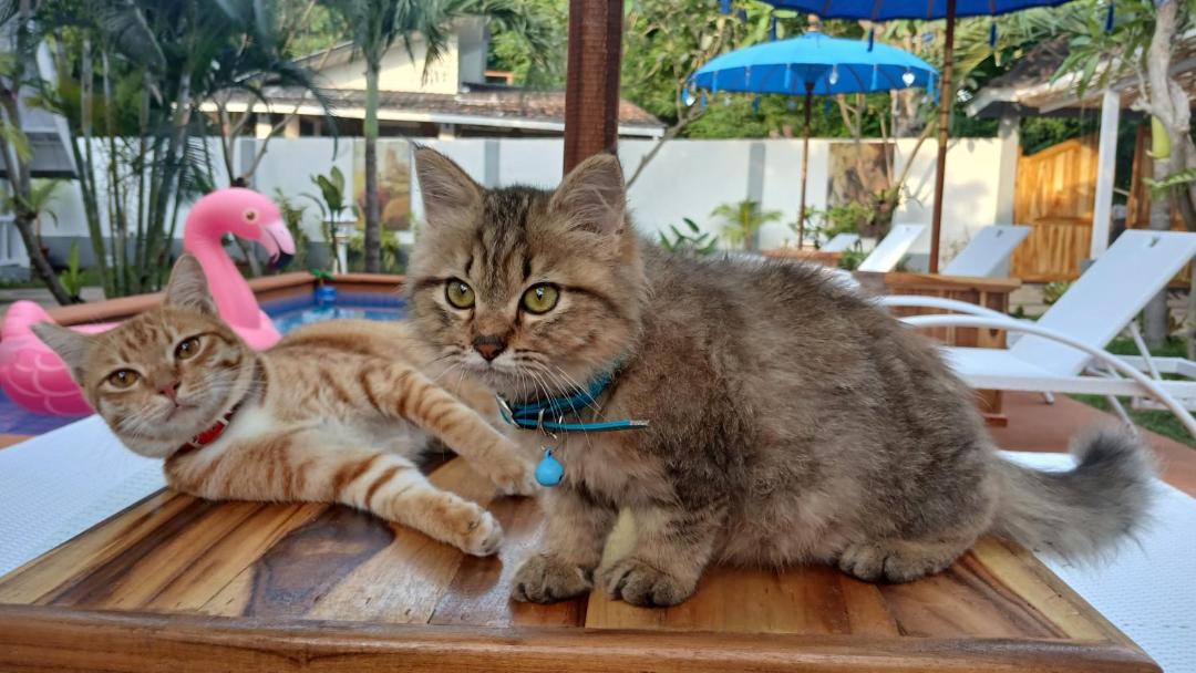 Photo of Others in Gili Air