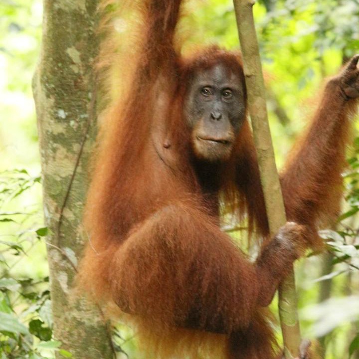 Photo of Others in Bohorok