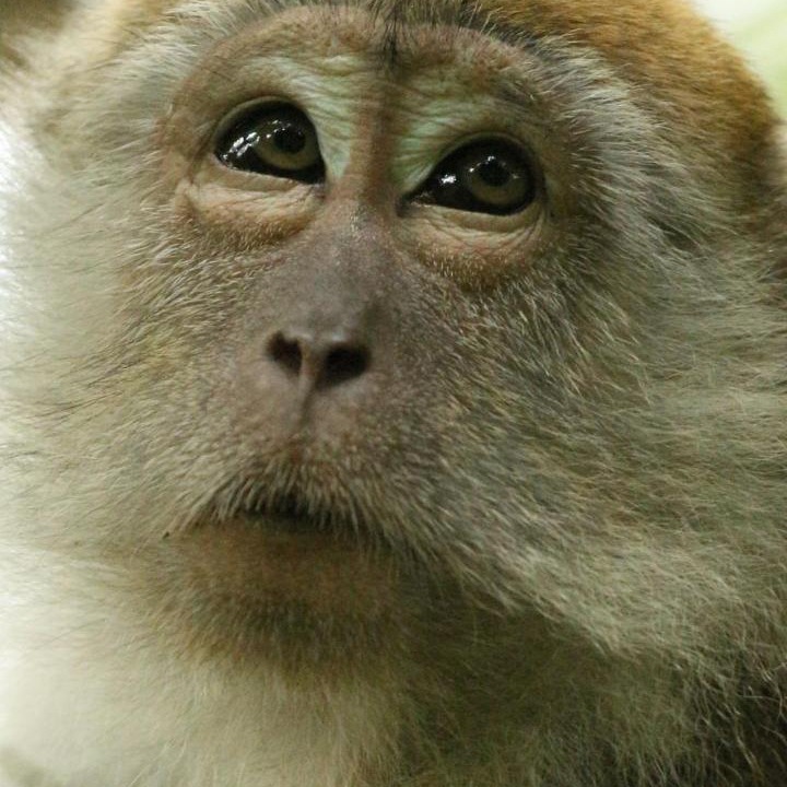 Photo of Others in Bohorok