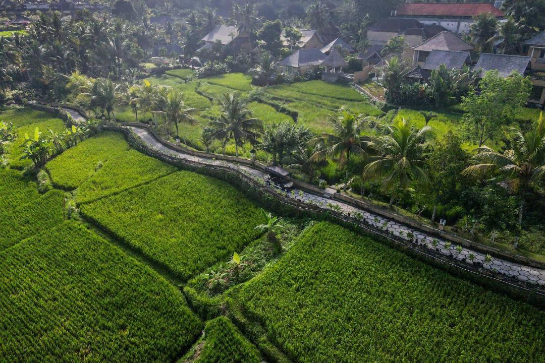 Photo of Others in Ubud