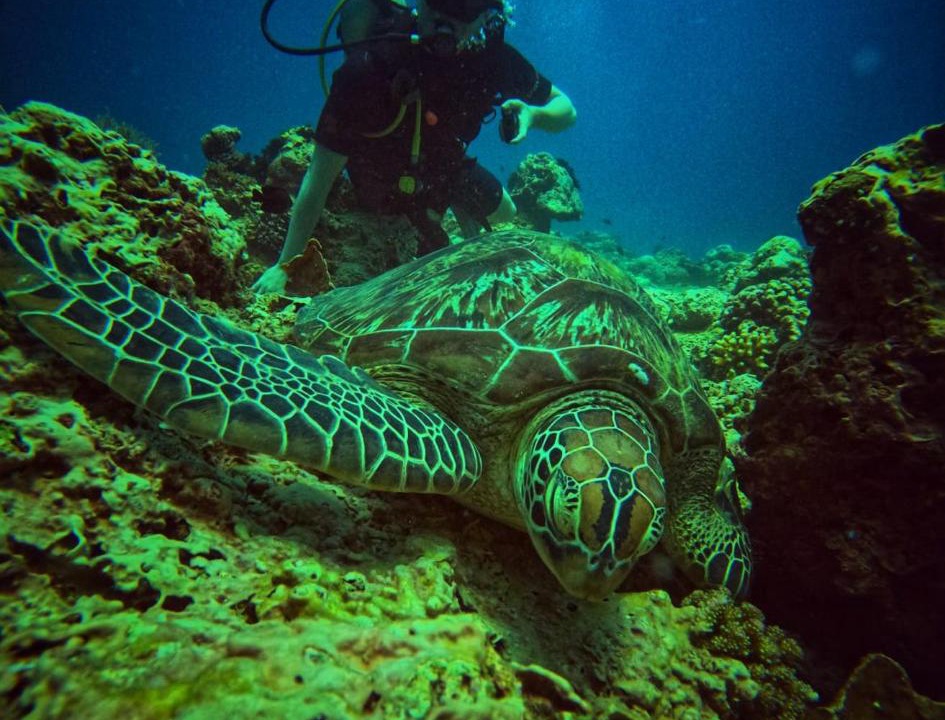 Photo of Others in Gili Meno