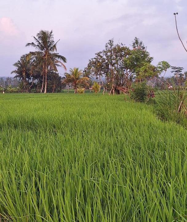 Photo of Others in Tampaksiring
