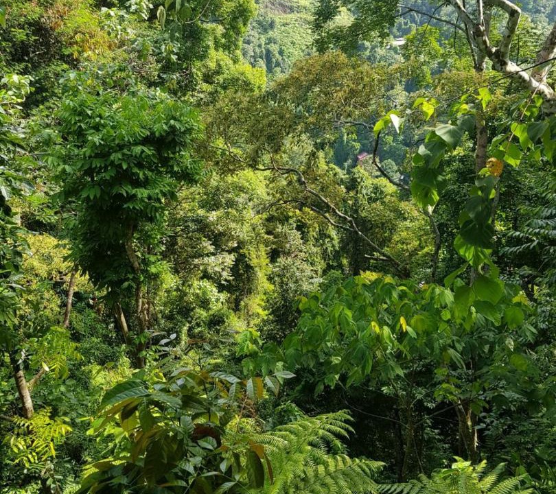 Photo of Others in Bukit Lawang
