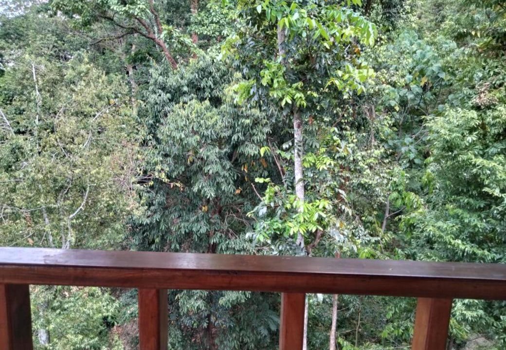 Photo of Others in Bukit Lawang