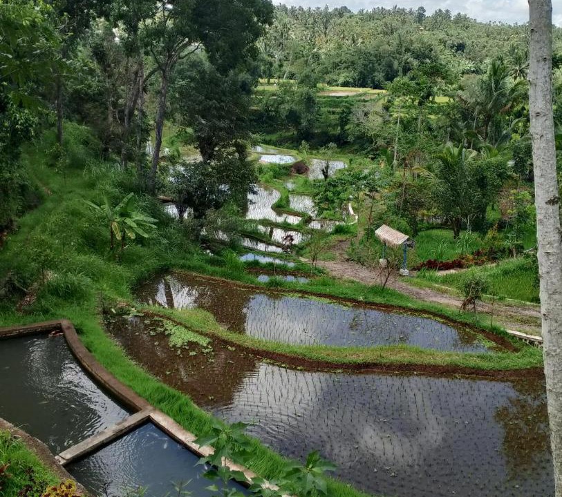 Photo of Others in Tetebatu