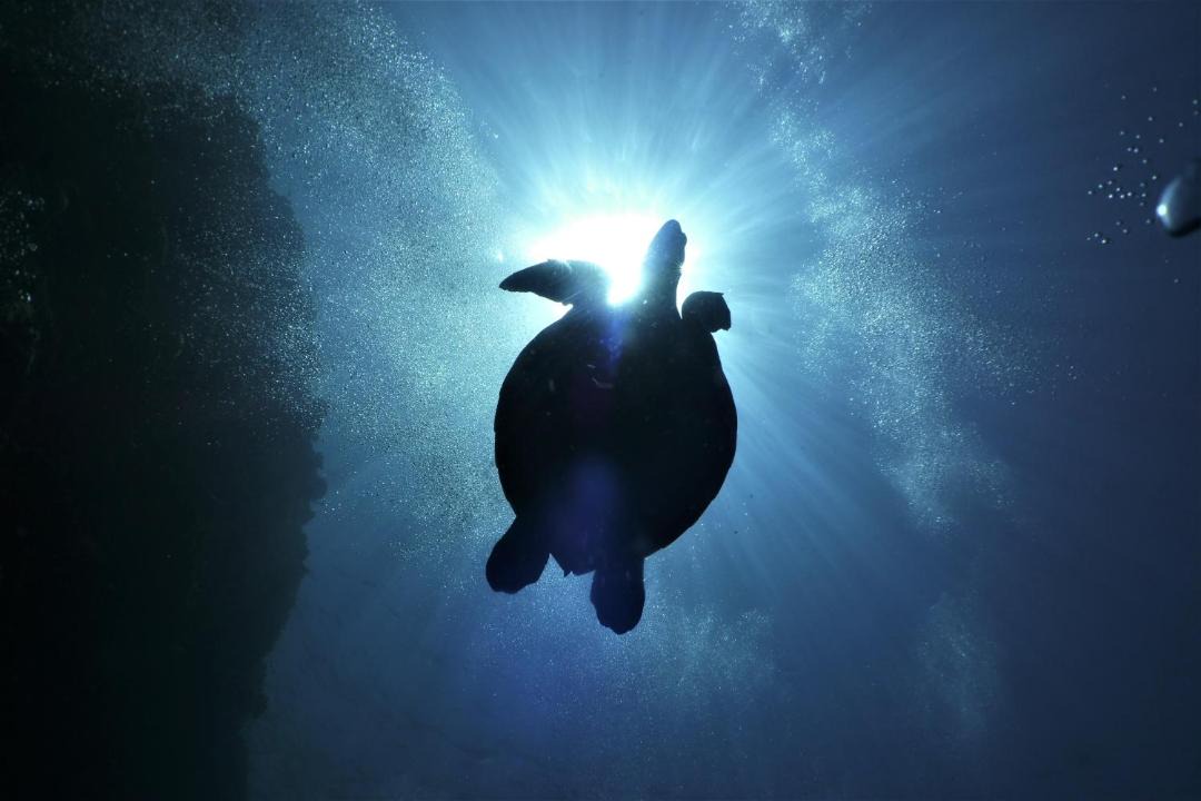Photo of Others in Bunaken
