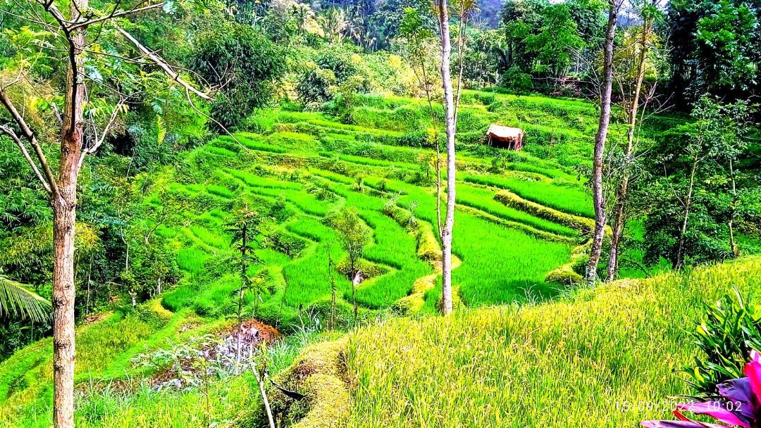 Photo of Others in Tetebatu
