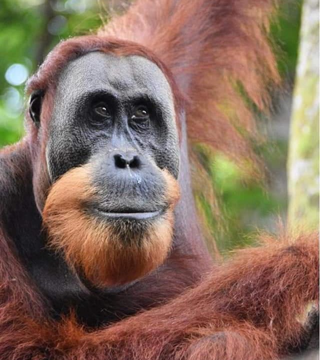 Photo of Others in Bukit Lawang