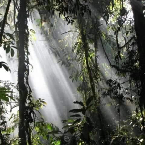 Photo of Others in Bohorok