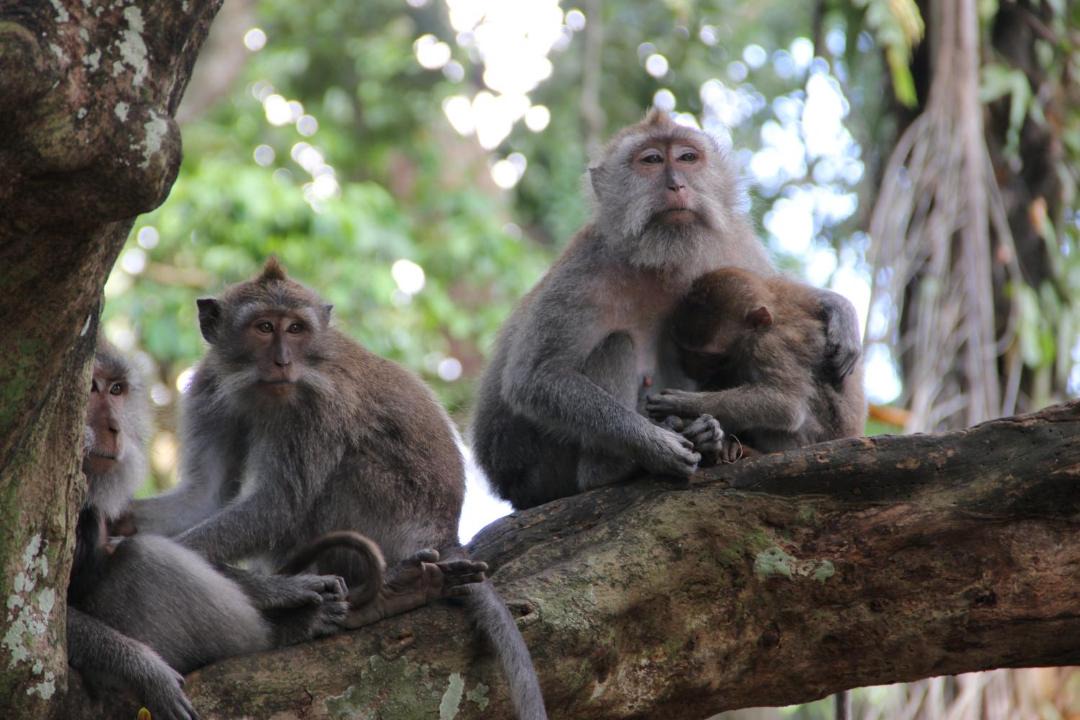 Photo of Others in Ubud City-Centre