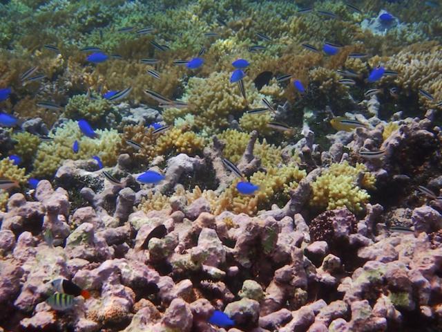 Photo of Others in Bangka Island