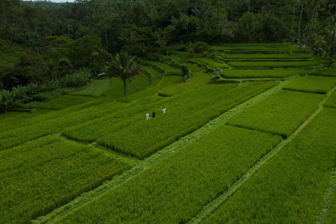 Photo of Others in Ubud