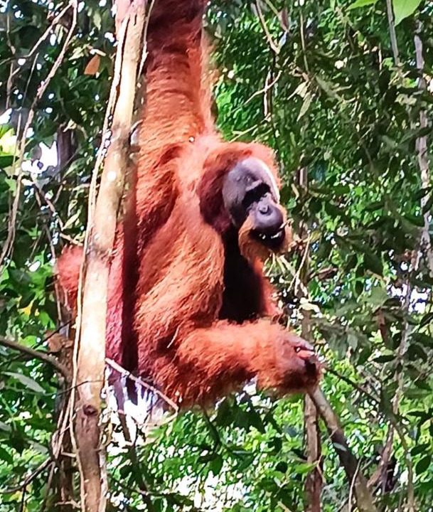 Photo of Others in Bukit Lawang
