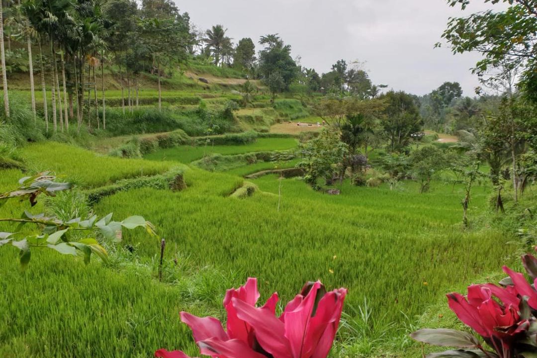 Photo of Others in Tetebatu