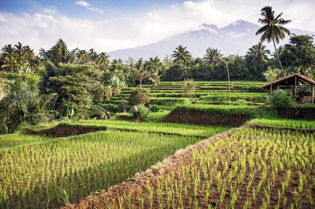 Photo of Others in Central Lombok