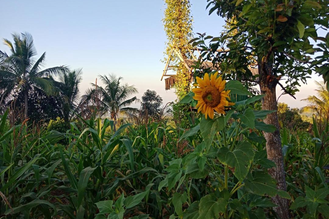 Photo of Others in Lombok