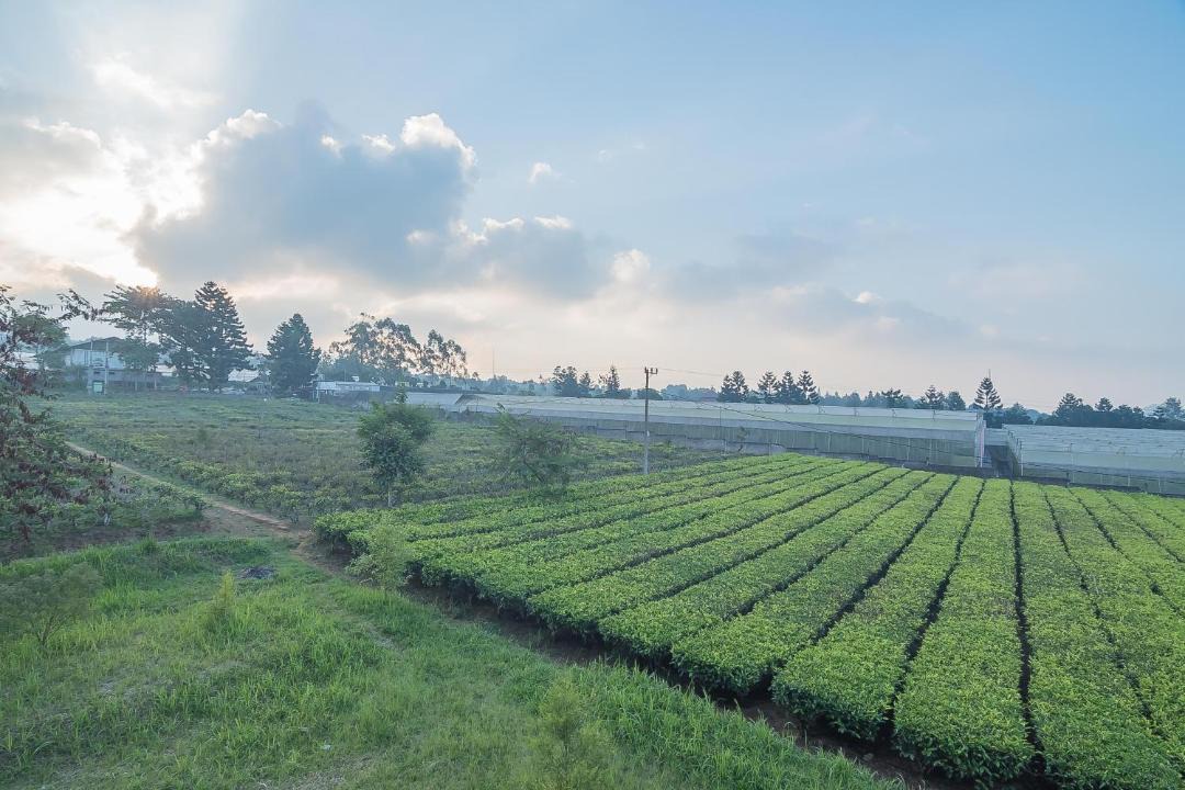 Photo of Others in Cipanas