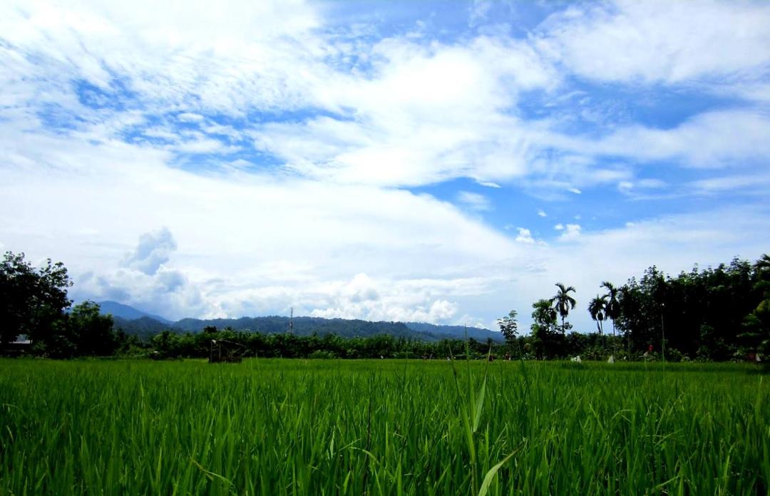 Photo of Others in Bukit Lawang