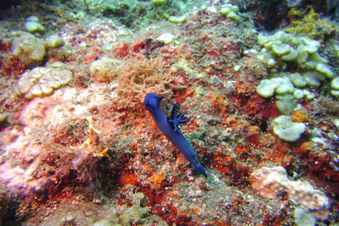 Photo of Others in Penuktukan