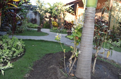 Pejarakan Hotel | Made Taro - Menjangan Homestay