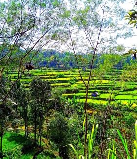 Tetebatu Cabin | Tetebatu Ariel Bungalow