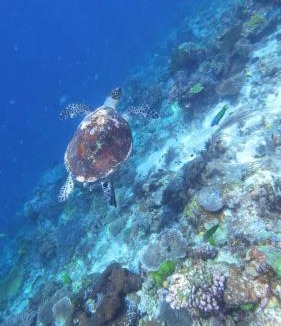 Raja Ampat House | Par fray homestay