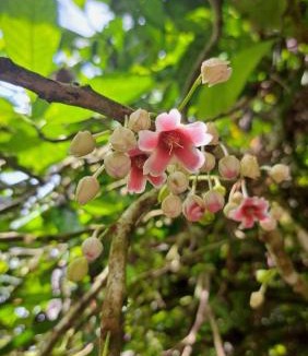 Bohorok House | Bukit Lawang Batu Kapal Rimba House