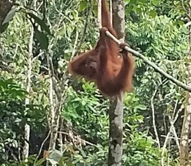 Bukit Lawang Hostel | jungle trekking& jungle tour only stay here if you are and you must booking jungle trekking with us & transport