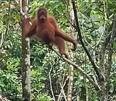 Bukit Lawang Hostel | jungle trekking& jungle tour only stay here if you are and you must booking jungle trekking with us & transport