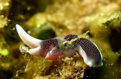 Labuhan Lombok House | East Lombok Dive Hotel - Rooms on the beach with seaview