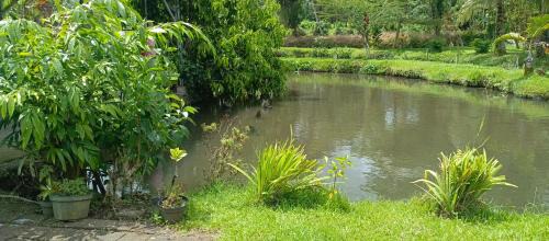 Tomohon House | Talaga Tomohon Home Stay and Fishing Pond