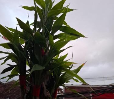 Downtown Kuta Hotel | The New Okie House