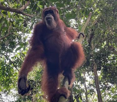 Bukit Lawang House | Sumatra Happy Track Tour Guest House & Jungle Trekking