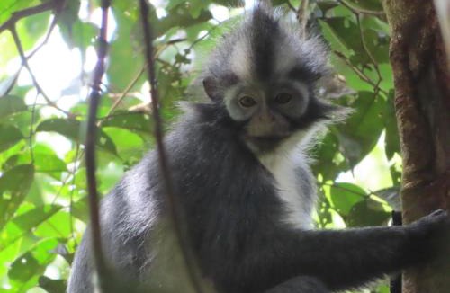 Bukit Lawang House | Sumatra Happy Track Tour Guest House & Jungle Trekking