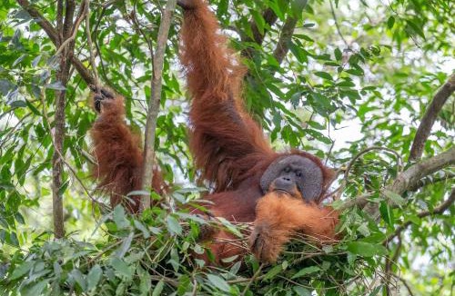Bukit Lawang House | Bukit Lawang Orangutan Dormitory "Book your jungle trekking tour with us"