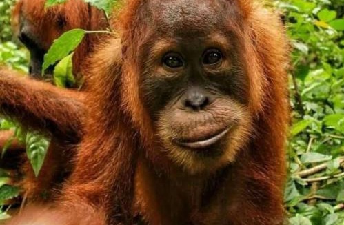 Bukit Lawang House | Tiga dara guest house & jungle trekking bukit Lawang