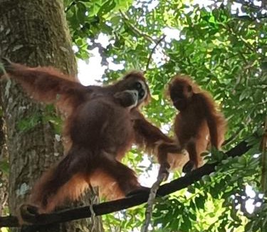 Bukit Lawang Hotel | Dendi guest house & Orangutan Explore